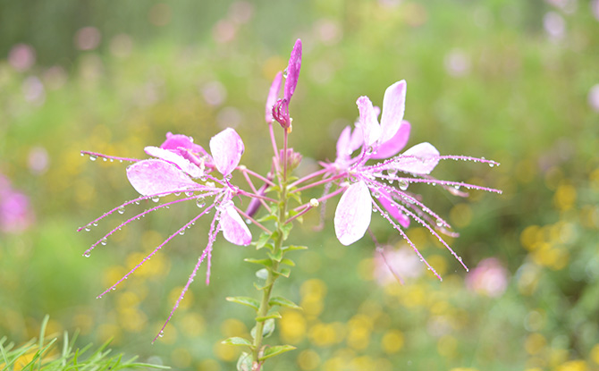 雨后的醉蝶花