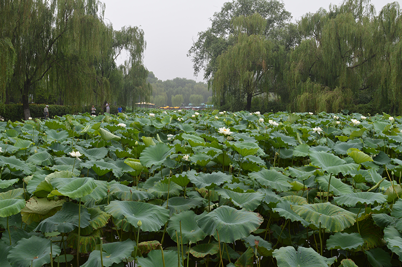 大明湖荷花池