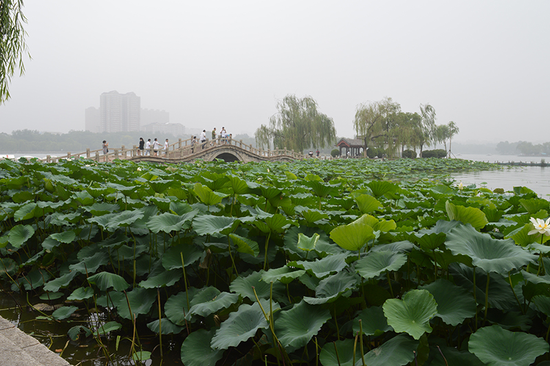 大明湖荷花风景