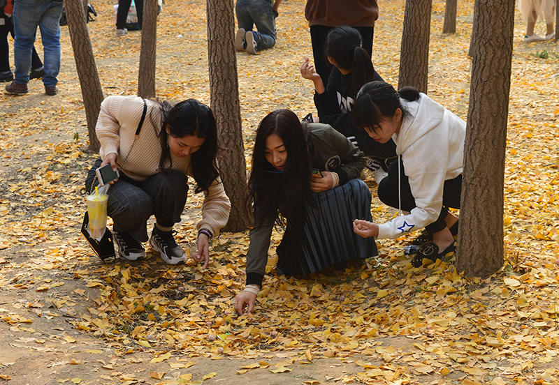 2018河北经贸大学金秋银杏节